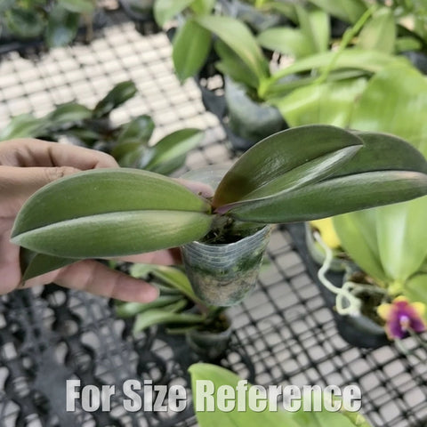 [Bare-root][AS-IS Import] Phal. Dreamwood 幻境森林之子 [2.4" NBS] [Jun Preorder 26]