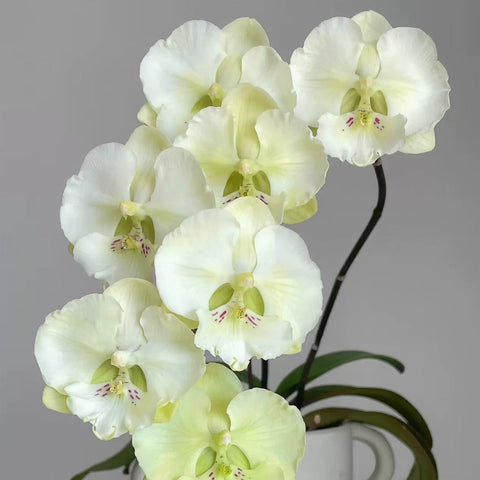 [Bare-root][AS-IS Import] Phal. Dreamwood 幻境森林之子 [2.4" NBS] [Jun Preorder 26]