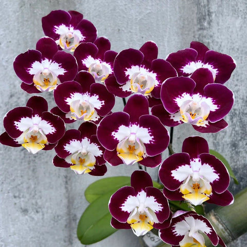 [Bare-root][AS-IS Import] Phal. Chaoqun Gemini 雙子星 [Jun Preorder 26]