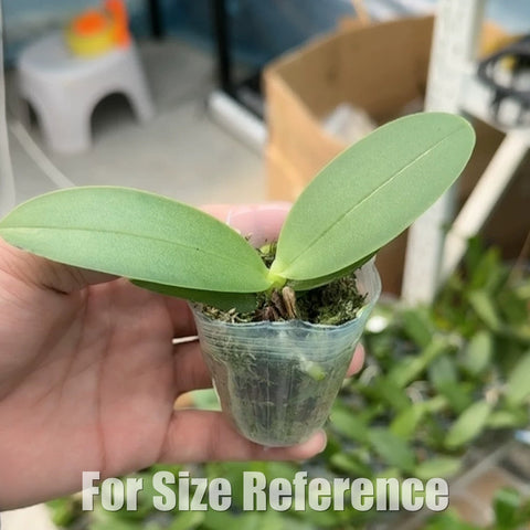 [Bare-root][AS-IS Import] Phal. Vio Vio 'Cat Face' (peloric - 3 lips) 貓臉 (三唇瓣) [2.4" NBS] [Jun Preorder 26]