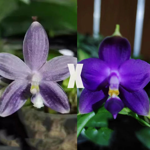 [Bare-root][AS-IS Import] Phal. speciosa "Blue" x violacea indigo 藍盾x硬地狗 [2.8" BS] [Jun Preorder 26]