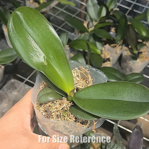 [Bare-root][AS-IS Import] Phal. Peach Yellow Queen 白桃皇后 [2.8" BS] [Jun Preorder 26]