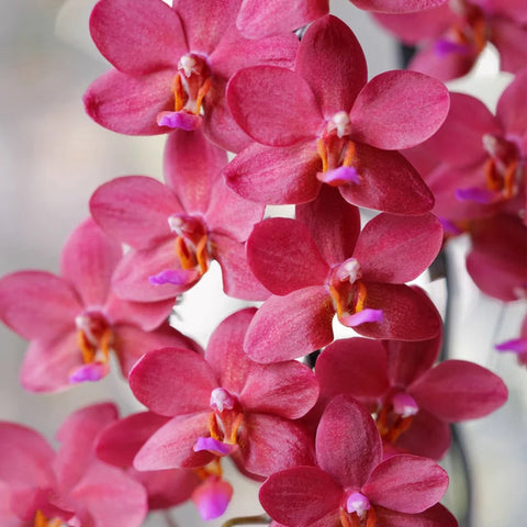 [Bare-root][AS-IS Import] Phal. Buddha's Treasure 浮陀寶藏 [2.8" BS] [Jun Preorder 26]