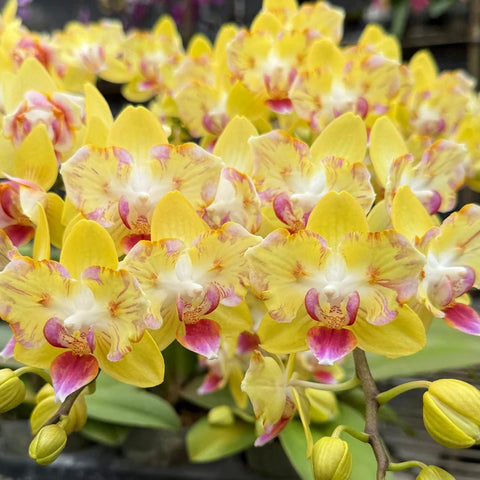 [Bare-root][AS-IS Import] Phal. Chiada Selina ' Full of Star' 滿天星 [2.8" BS] [Jun Preorder 26]