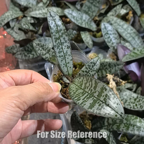 [Bare-root][AS-IS Import] Phal. schilleriana 'SWR405' (Rosy) SWR西蕾莉玫瑰香 [1.7" NBS] [Jun Preorder 26]