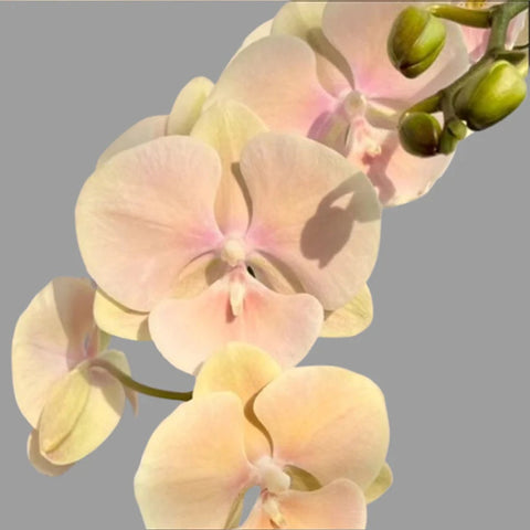 [Bare-root][AS-IS Import] Phal. Silk Sunlit 黃袍 [2.4" NBS] [Jun Preorder 26]