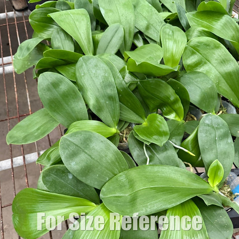 [Bare-root][AS-IS Import] Phal. Lyndon Reflex x Yaphon Lover 奶黃包CLONE [2.8" BS] [Jun Preorder 26]