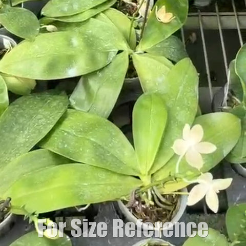 [Bare-root][AS-IS Import] Phal. javanica  x tetraspis ‘blue’ [2.8" BS] [Jun Preorder 26]
