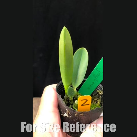 [Bare-root][Import AS-IS] Cattleya jongheana [1.7" NBS][July Preorder]