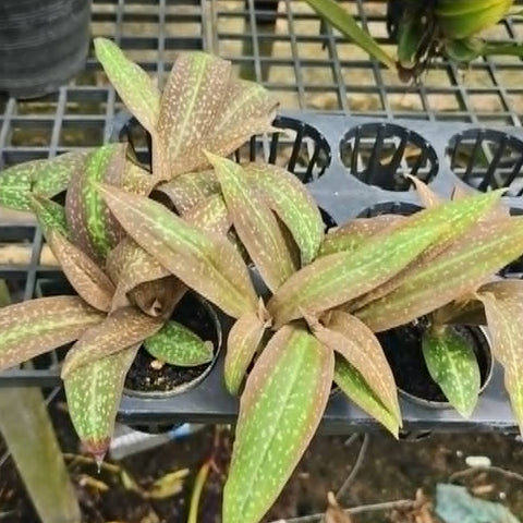 [Bulbs][Import AS-IS] Habenaria Regnieri (rhodocheila x carnea)  [2.4 BS][July Preorder]
