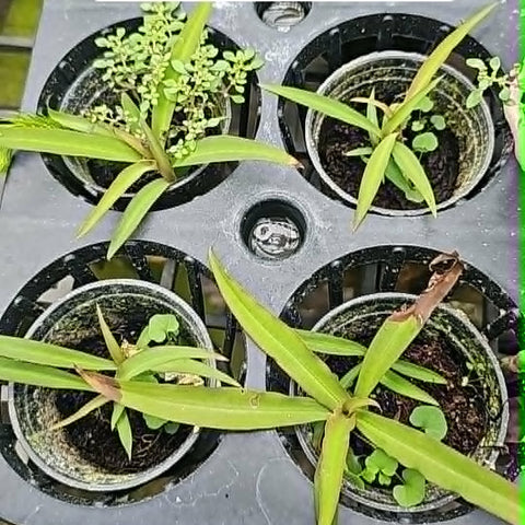 [Bulbs][Import AS-IS] Habenaria rhodocheila 'Yellow'黃花玉鳳蘭 [2.4 BS][July Preorder]