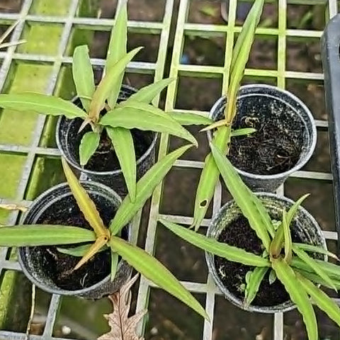 [Bulbs][Import AS-IS] Habenaria rhodocheila 'Red' 紅花玉鳳蘭 [2.4 BS][July Preorder]