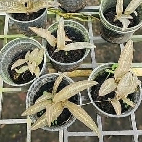 [Bulbs][Import AS-IS] Habenaria rhodocheila 'Pink' 粉花玉鳳蘭 [2.4 BS][July Preorder]