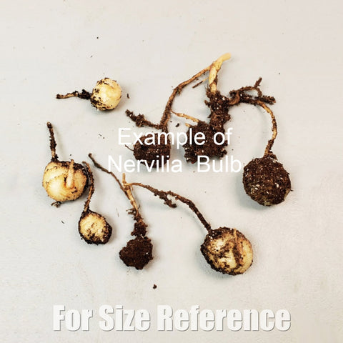 [Bulbs][Import AS-IS] Brachycorythis helferi [2.4 BS][July Preorder]