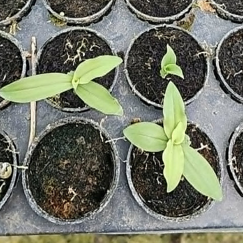 [Bulbs][Import AS-IS] Brachycorythis helferi [2.4 BS][July Preorder]