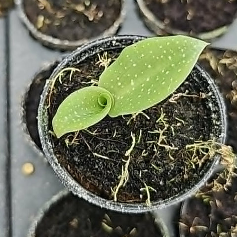 [Bulbs][Import AS-IS] Habenaria carnea alba [2.4 BS][July Preorder]
