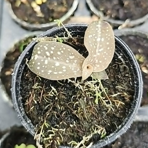 [Bulbs][Import AS-IS] Habenaria carnea [2.4 BS][July Preorder]