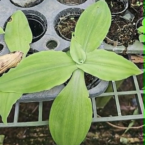 [Bulbs][Import AS-IS] Habenaria lindleyana [2.4 BS][July Preorder]
