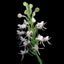 [Bulbs] Habenaria rostellifera [2.4 BS][Wishlist]
