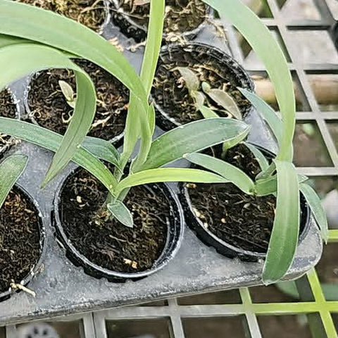 [Bulbs][Import AS-IS] Habenaria rostellifera [2.4 BS][July Preorder]