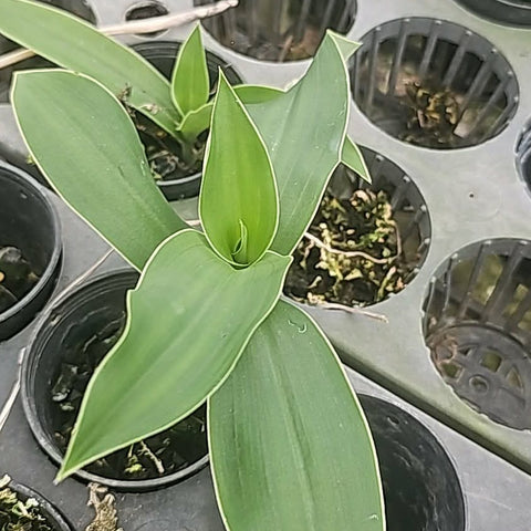 [Bulbs][Import AS-IS] Habenaria medusa 美杜莎玉鳳蘭 [2.4 BS][July Preorder]