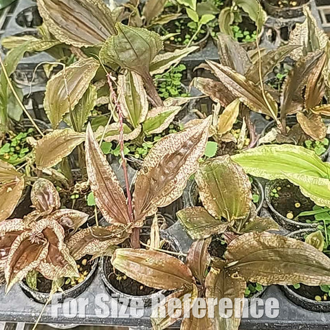[Bare-root][Import AS-IS] Crepidium calophyllum 美葉沼蘭 [1.7 NBS][July Preorder]