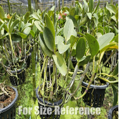 [Bare-Root][Import AS-IS] #CA# Rlc. Ratsima Spot  [2.8 BS][July Preorder 26]