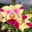 [Bare-Root] #CA# Blc.Goldenzelle Egg Nog x Lc.Maris Song Mad.Butterfly [2.4 NBS][Wishlist]