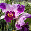 [Bare-Root] #CA# Rlc.Chan Hsiu Jewel [2.8 BS][Wishlist]