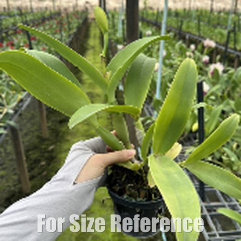 [Bare-Root][Import AS-IS] #CA# Rlc.Yen 24 x Mem Robert strait [2.8 BS][July Preorder 26]