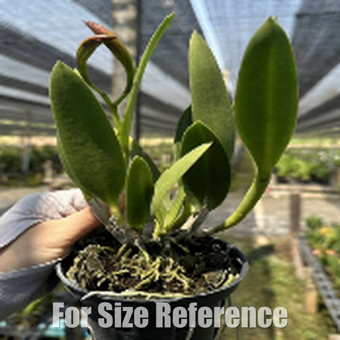[Bare-Root][Import AS-IS] #CA# Blc.Nodosa x rustic sport [2.4 NBS][July Preorder 26]