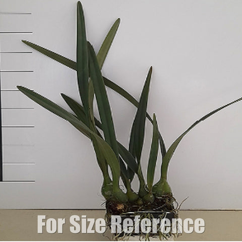 [Bare-Root][Import AS-IS] Encyclia randii x tempensis [2.8 BS][July Preorder 26]