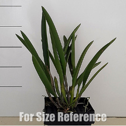 [Bare-Root][Import AS-IS] #CA# Brassocattleya Jairak Snow [2.8 BS][July Preorder 26]