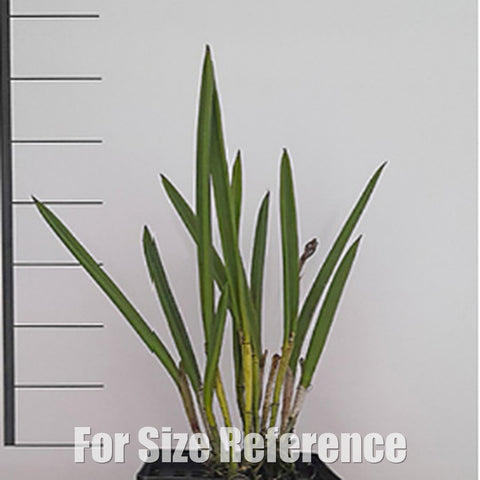 [Bare-Root][Import AS-IS] #CA# Brassavola Little Star 小星星 [2.8 BS][July Preorder 26]