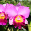 [Bare-Root] #CA# Rlc. Suwannaphum Fancy 'Jairak' [2.8 BS][Wishlist]