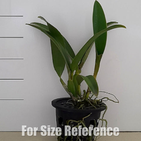 [Bare-Root][Import AS-IS] #CA# Rlc. Suwannaphum Fancy 'Jairak' [2.8 BS][July Preorder 26]