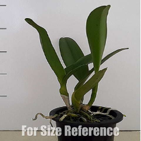 [Bare-Root][Import AS-IS] #CA# Rlc.  Prada Green Deluxe [2.8 BS][July Preorder 26]