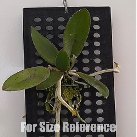 [Bare-Root][Import AS-IS] #CA# Cattleya Cattleya Peckaviensis [2.4 BS][July Preorder 26]