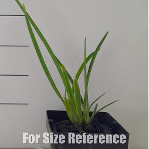 [Bare-Root][Import AS-IS] #CA# Encyclia adenocaula [2.8 BS][July Preorder 26]