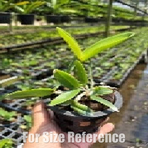 [Bare-Root][Import AS-IS] #CA# Cattleya Royal Cognac [2.4 BS][July Preorder 26]
