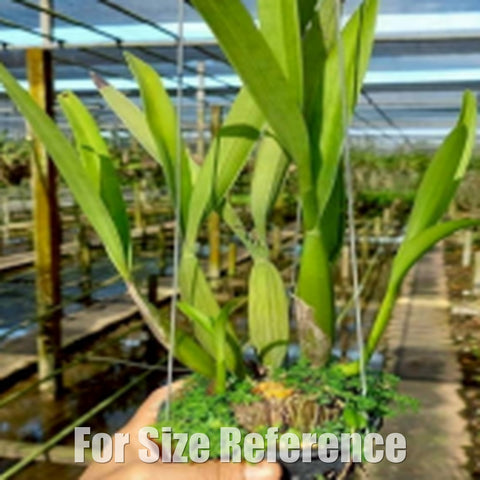 [Bare-Root][Import AS-IS] Encyclia radiata [2.5 BS][July Preorder 26]