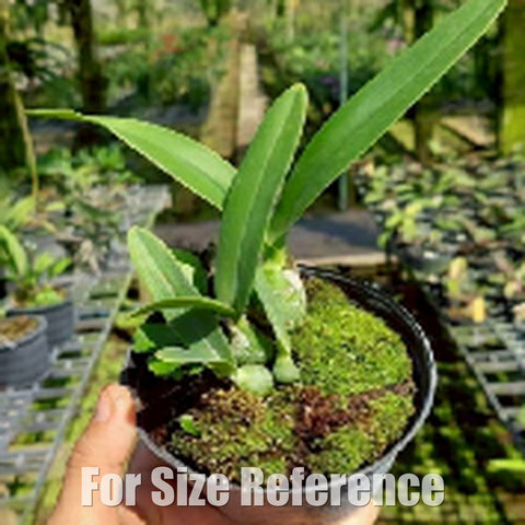 [Bare-Root][Import AS-IS] Encyclia Cordigera Alba [2.8 BS][July Preorder 26]