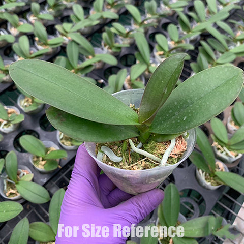 [Bare-Root] "Phal. Miki Dancer '63'  "美琪舞者 '63' [Wishlist]