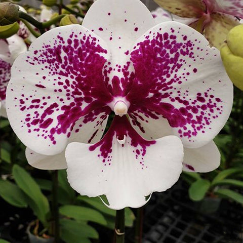 [Bare-Root] "Phal. Miki Dancer '63'  "美琪舞者 '63' [Wishlist]