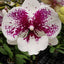 [Bare-Root] "Phal. Miki Dancer '63'  "美琪舞者 '63' [Wishlist]