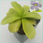 [Bare-root] Pinguicula gigantea	巨大捕虫堇 [Wishlist]