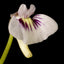[Bare-root] Utricularia uliginosa	紫花狸藻[Wishlist]
