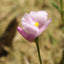[Bare-root]Utricularia resupinata 瑞斯汀娜狸藻 [Wishlist]