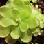 [Bare-root] Pinguicula spec. Ciudad Victoria 维多利亚捕虫堇 [Wishlist]