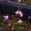 [Bare-root] Utricularia caerulea 长距狸藻 [Wishlist]
